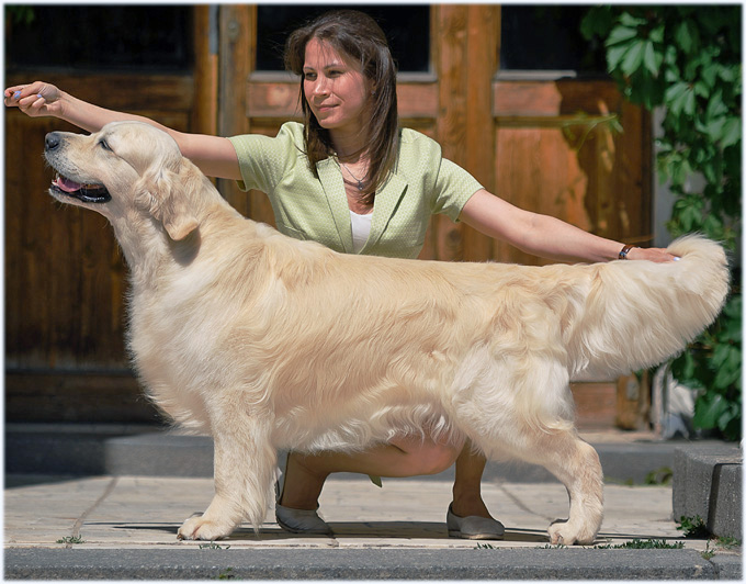 Dog picture