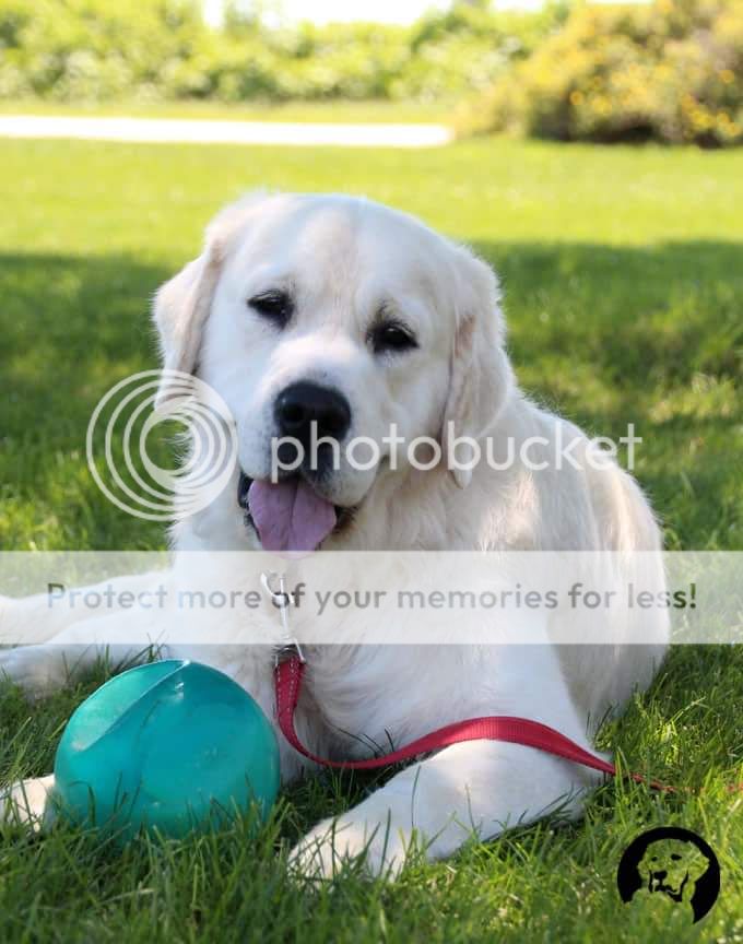 Dog picture