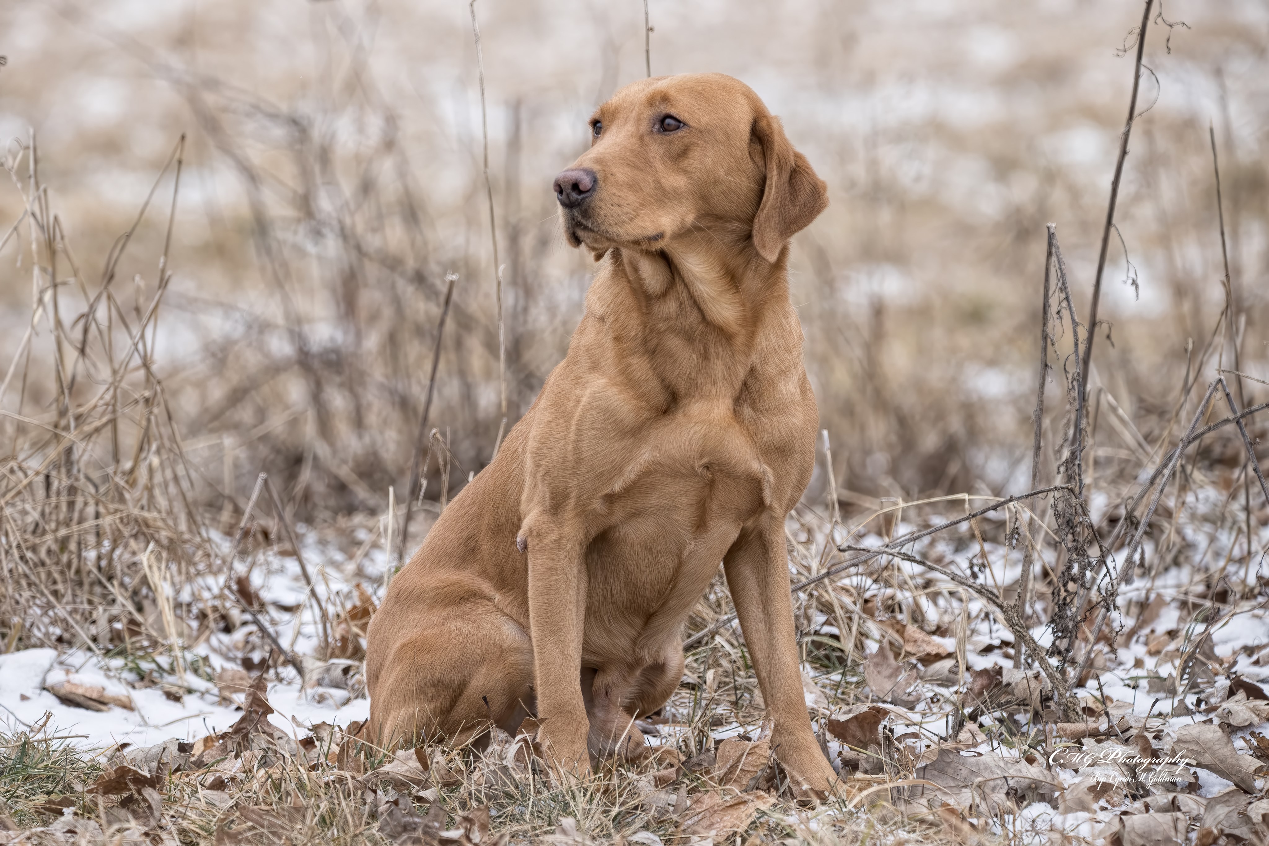 Dog picture