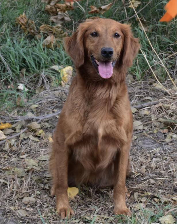 Dog picture
