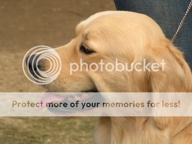 Dog picture