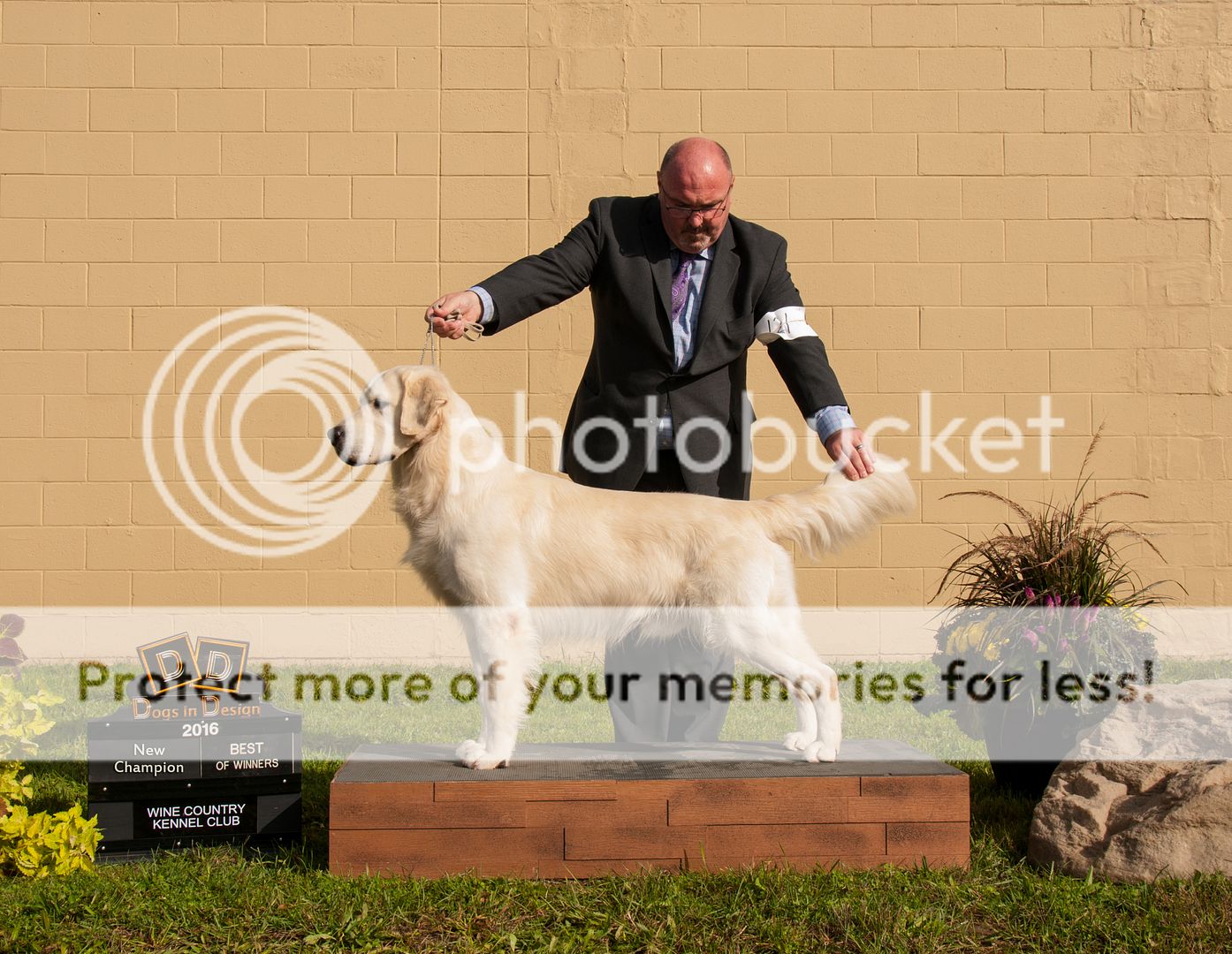 Dog picture