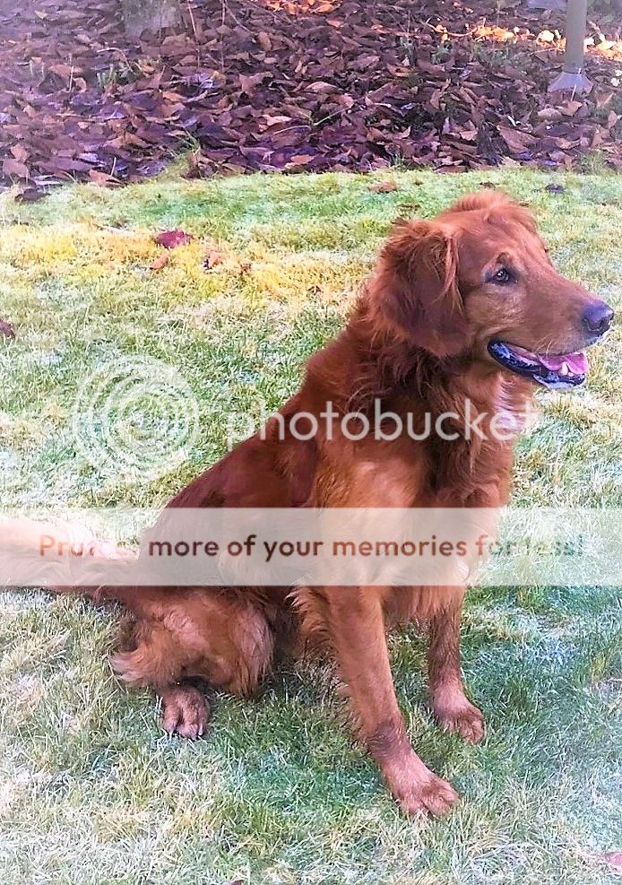 Dog picture