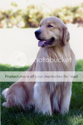 Dog picture