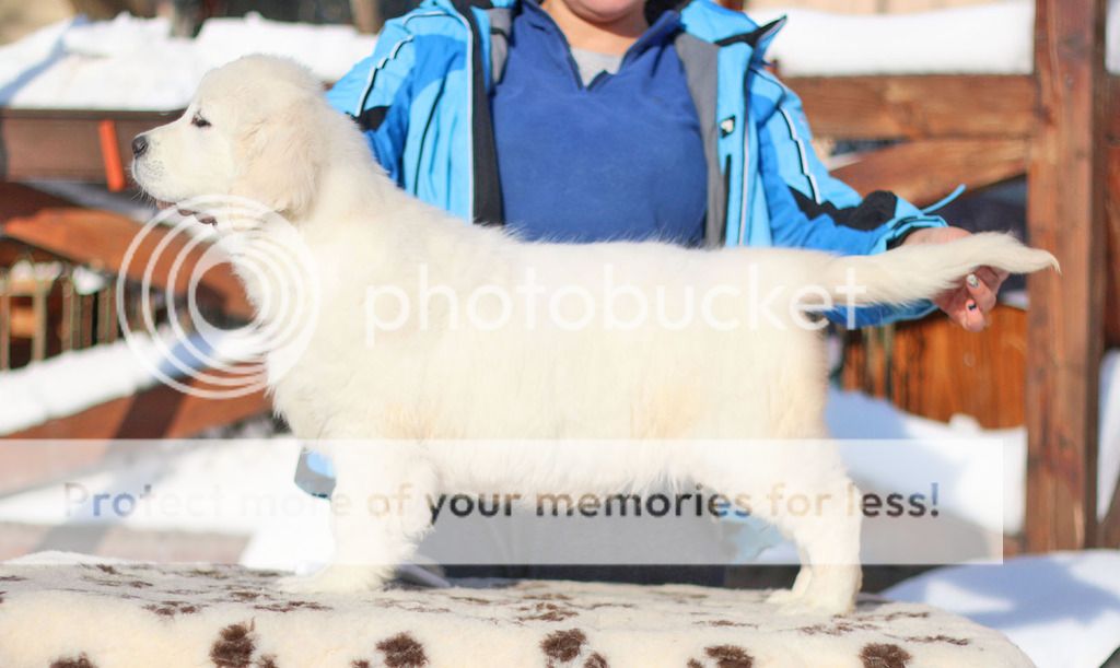 Dog picture