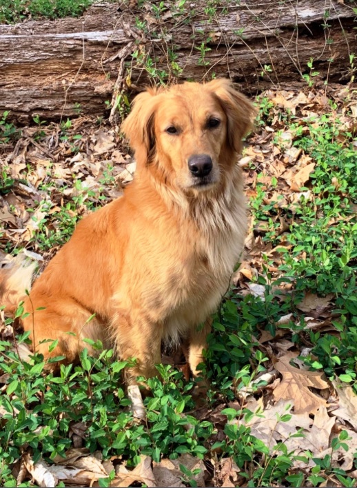 Dog picture