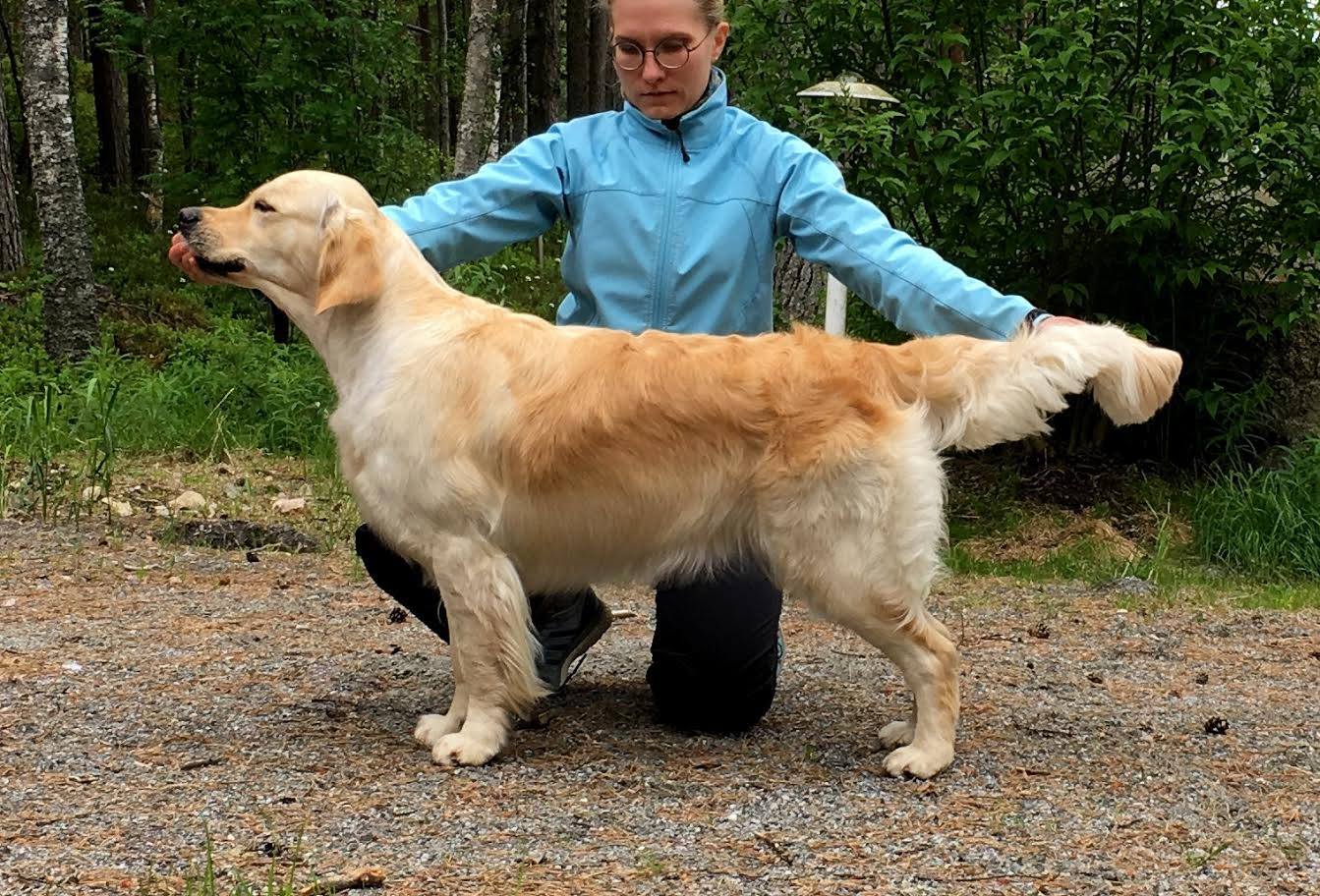 Dog picture