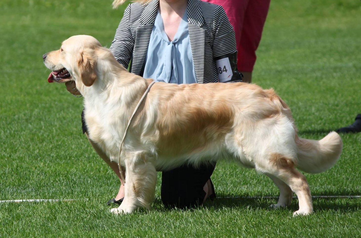 Dog picture