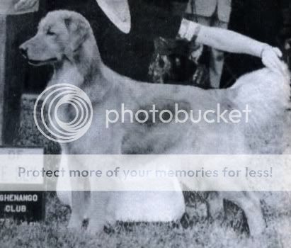 Dog picture