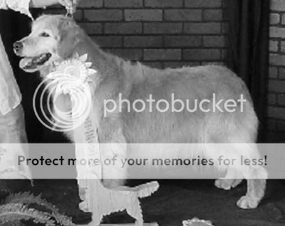 Dog picture