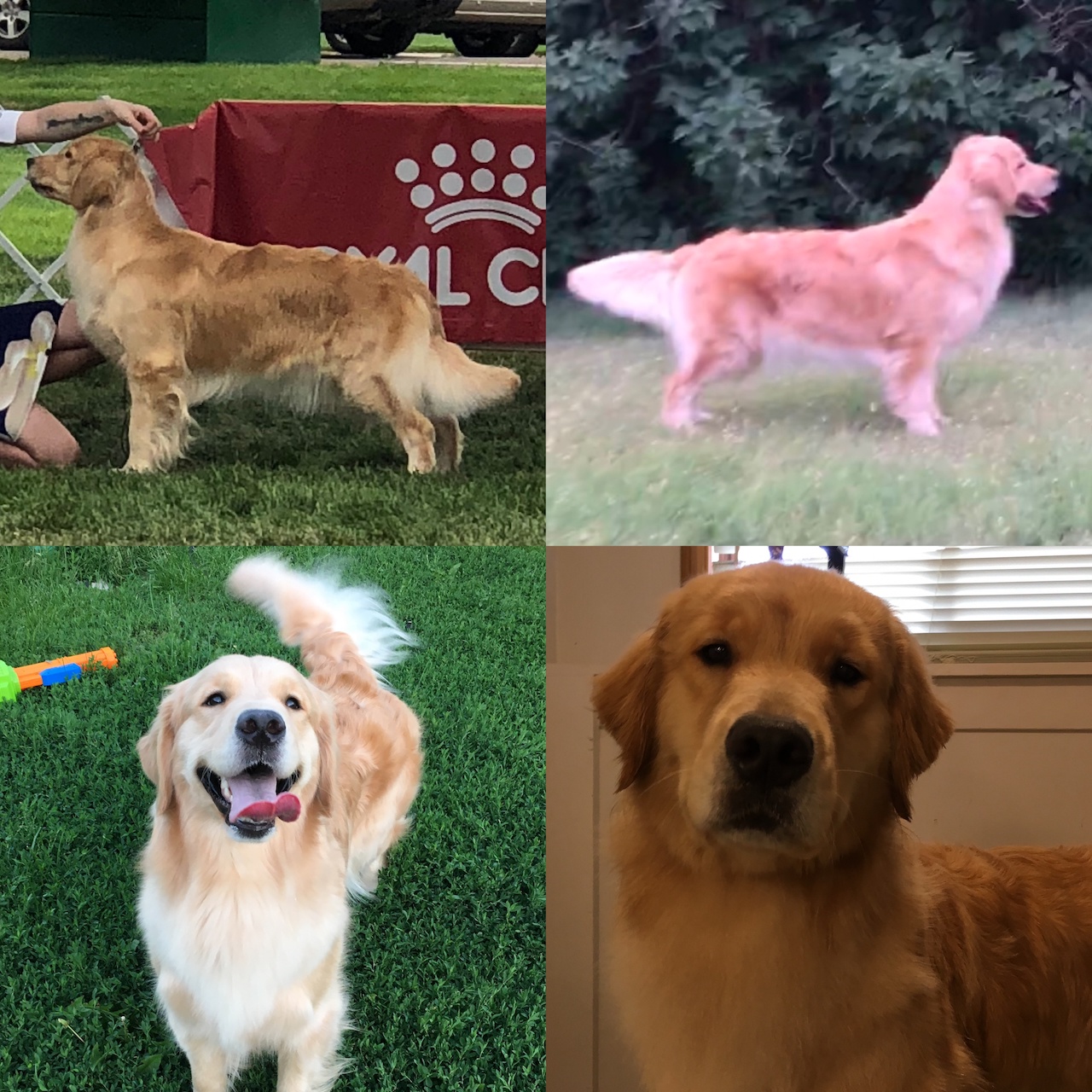 Dog picture