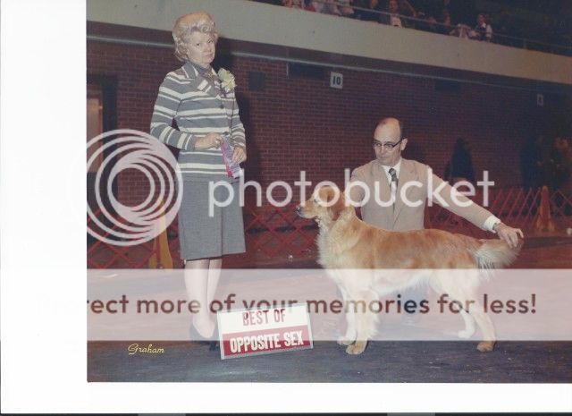 Dog picture