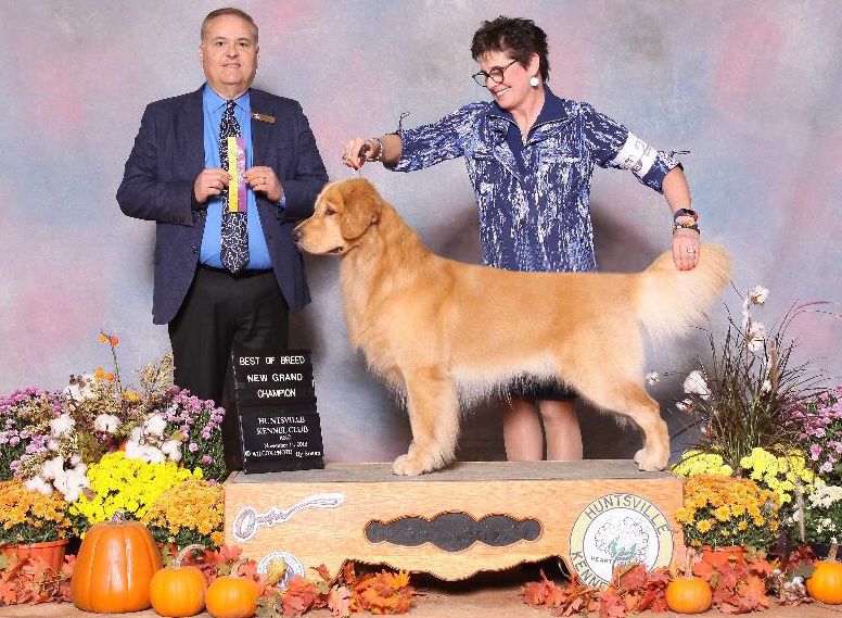 Dog picture