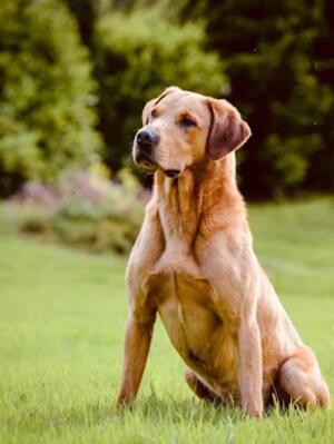 Dog picture