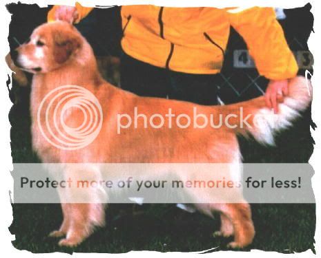 Dog picture