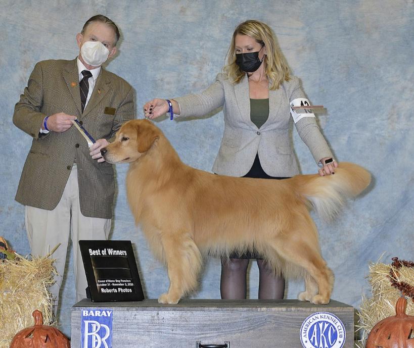 Dog picture