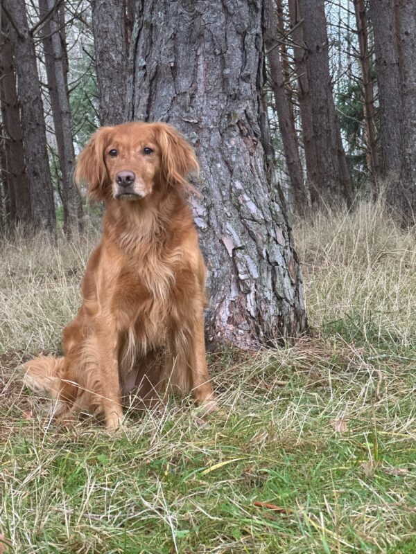 Dog picture