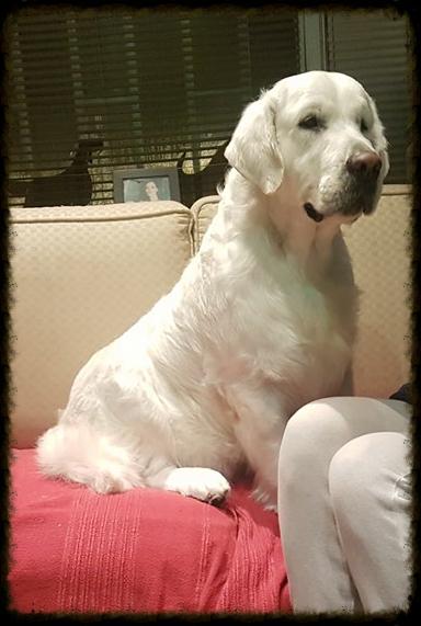 Dog picture