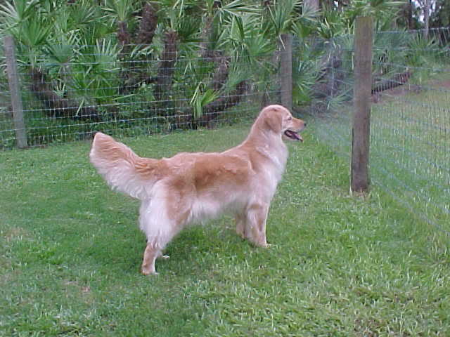Dog picture