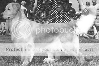 Dog picture