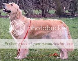 Dog picture