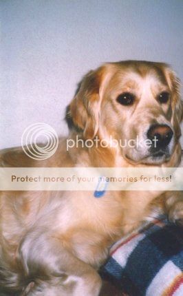 Dog picture