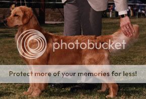 Dog picture