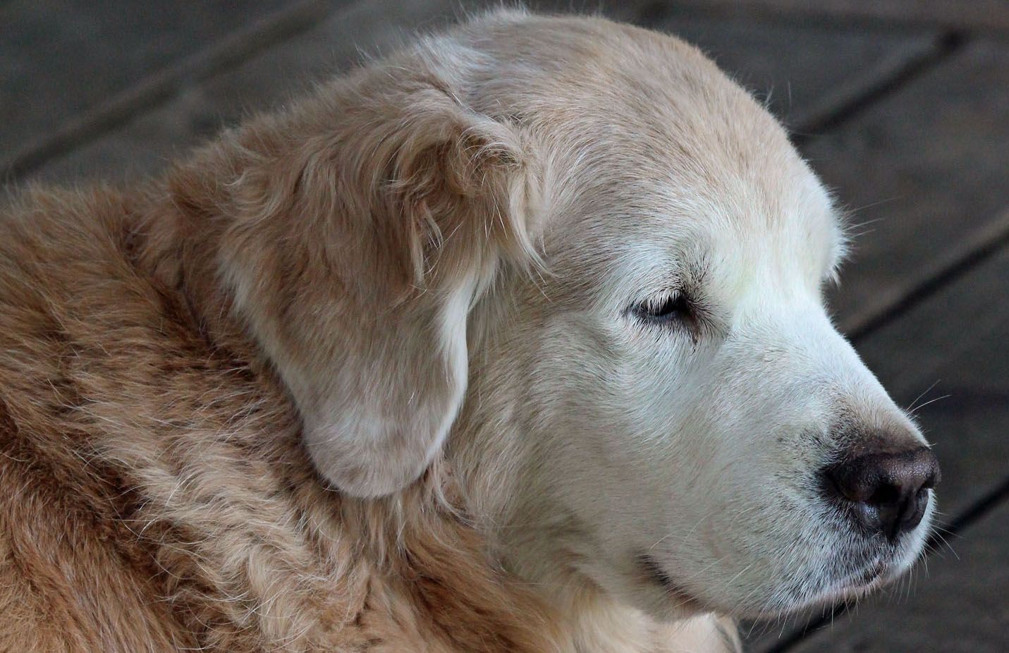 Dog picture