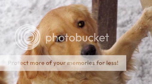 Dog picture