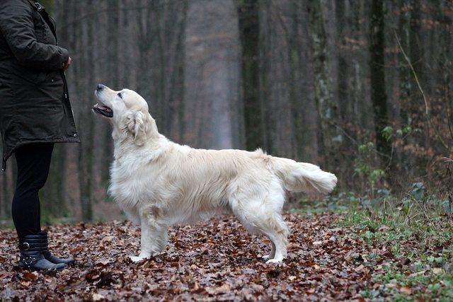 Dog picture