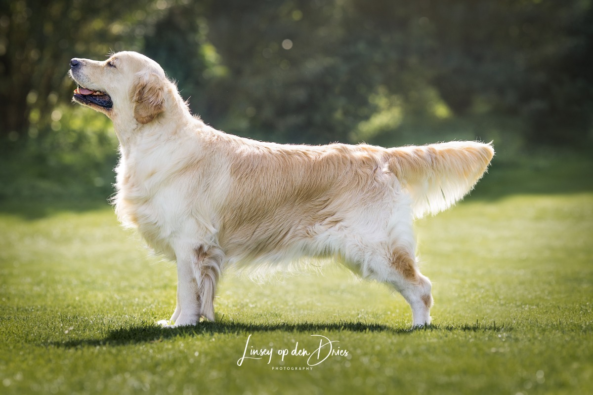 Dog picture