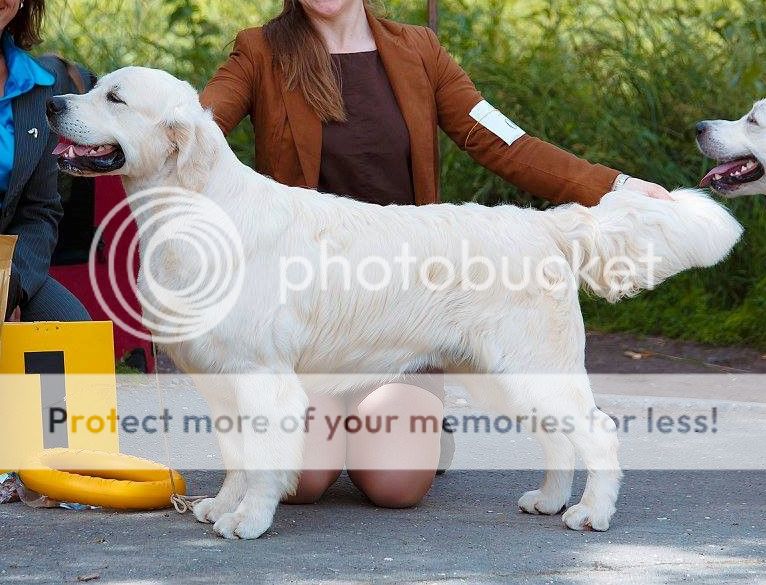Dog picture