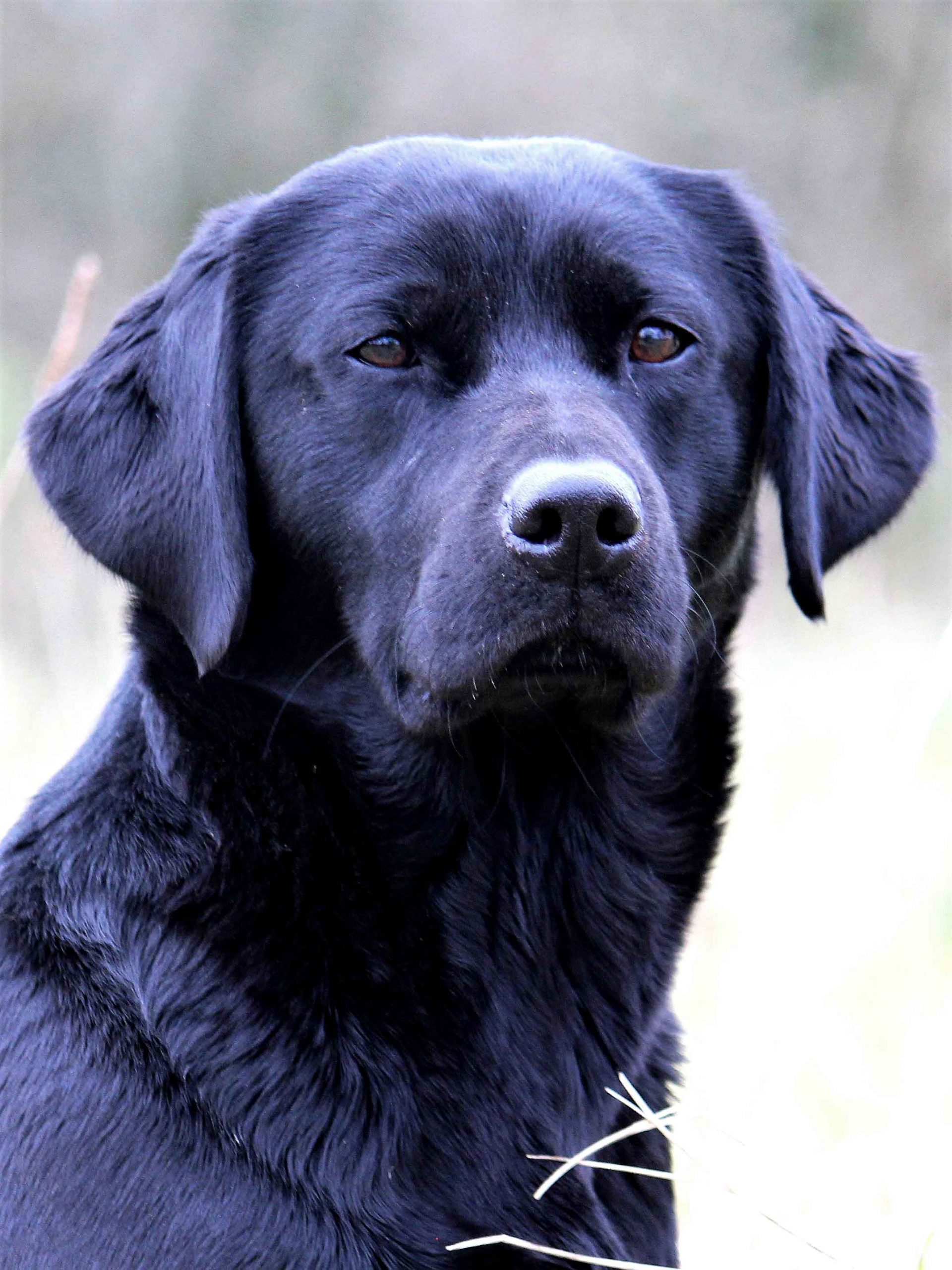 Dog picture