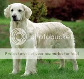 Dog picture