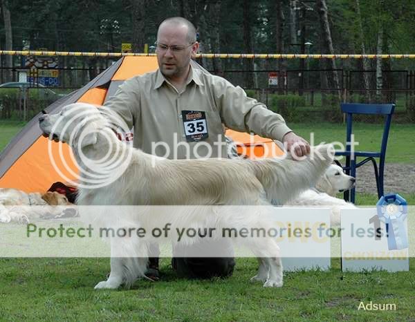 Dog picture