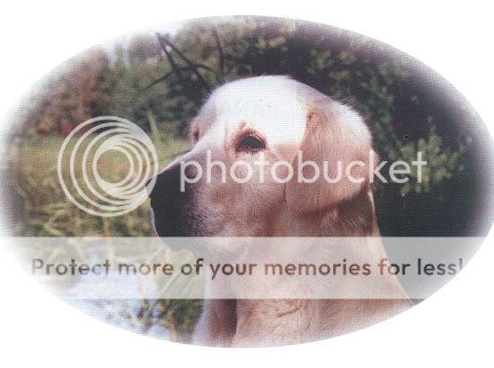 Dog picture