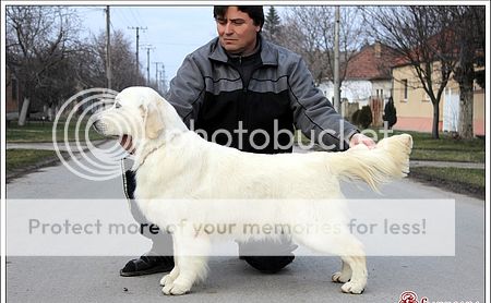 Dog picture
