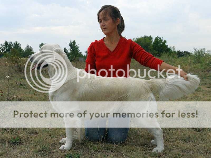 Dog picture