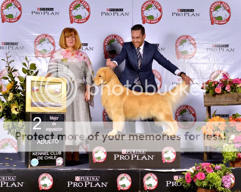 Dog picture