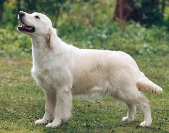 Dog picture