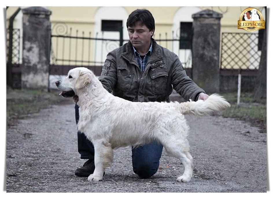 Dog picture