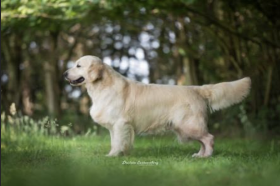 Dog picture