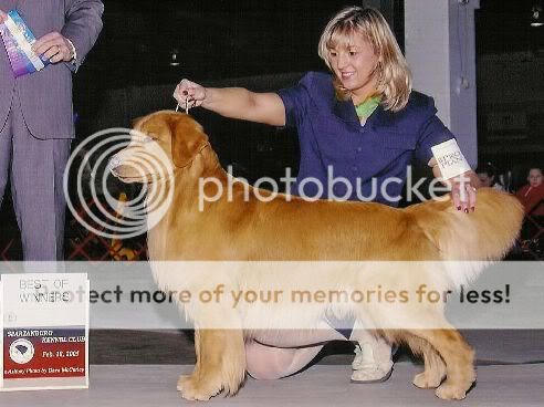Dog picture