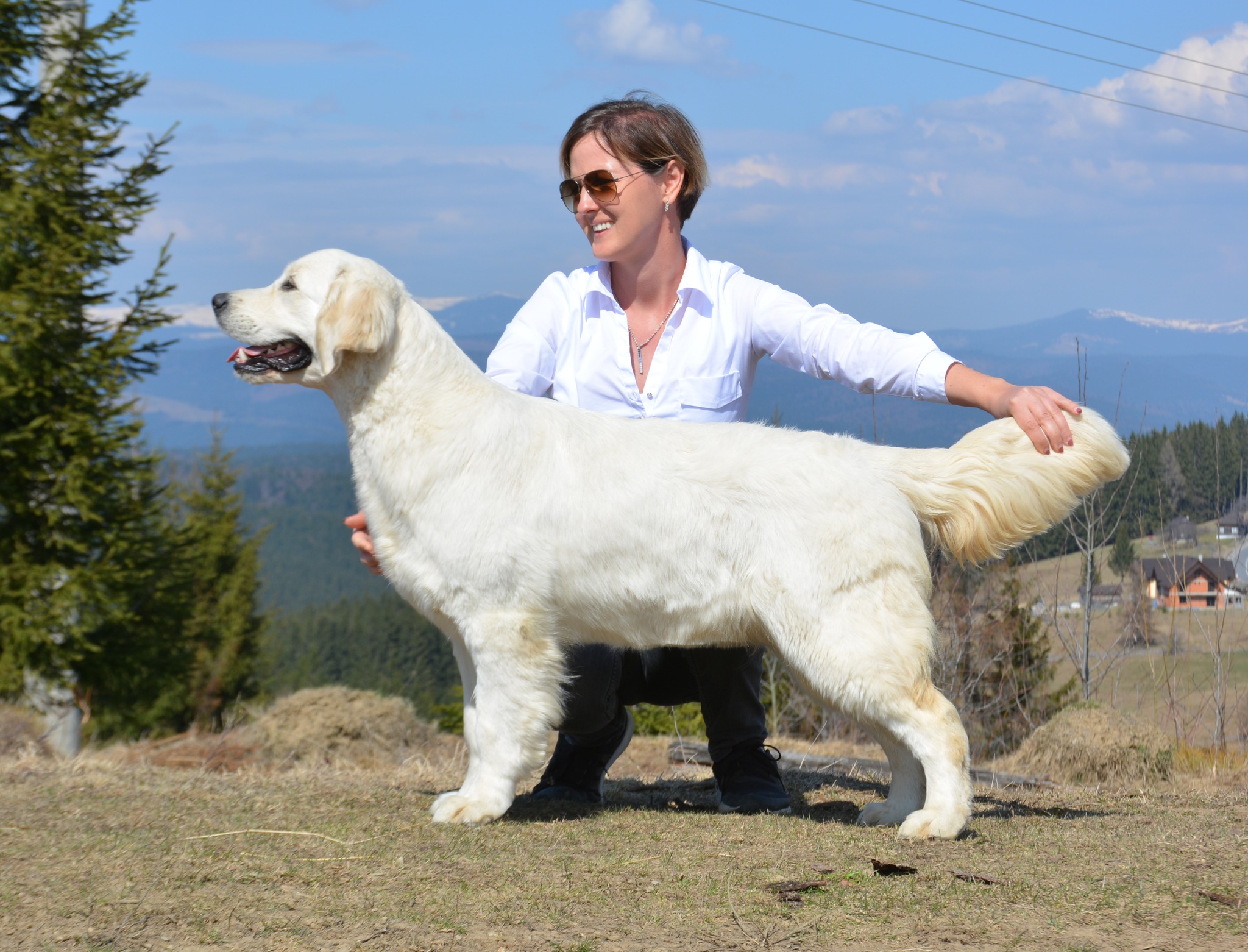Dog picture