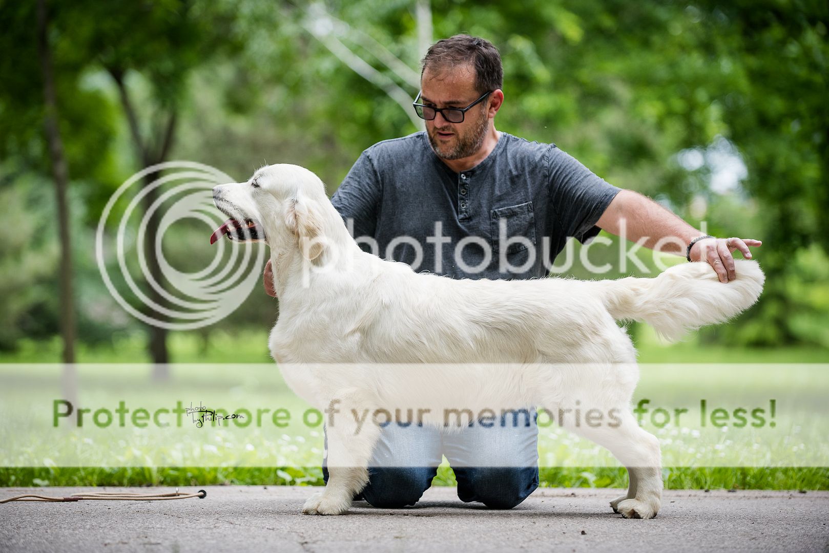 Dog picture