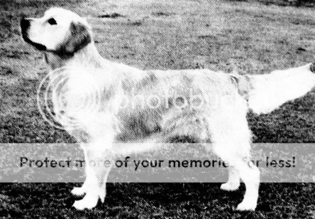 Dog picture
