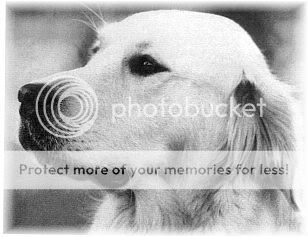 Dog picture
