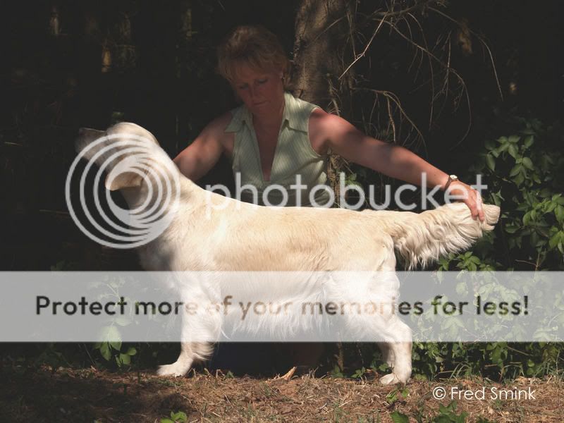 Dog picture
