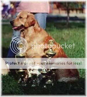 Dog picture