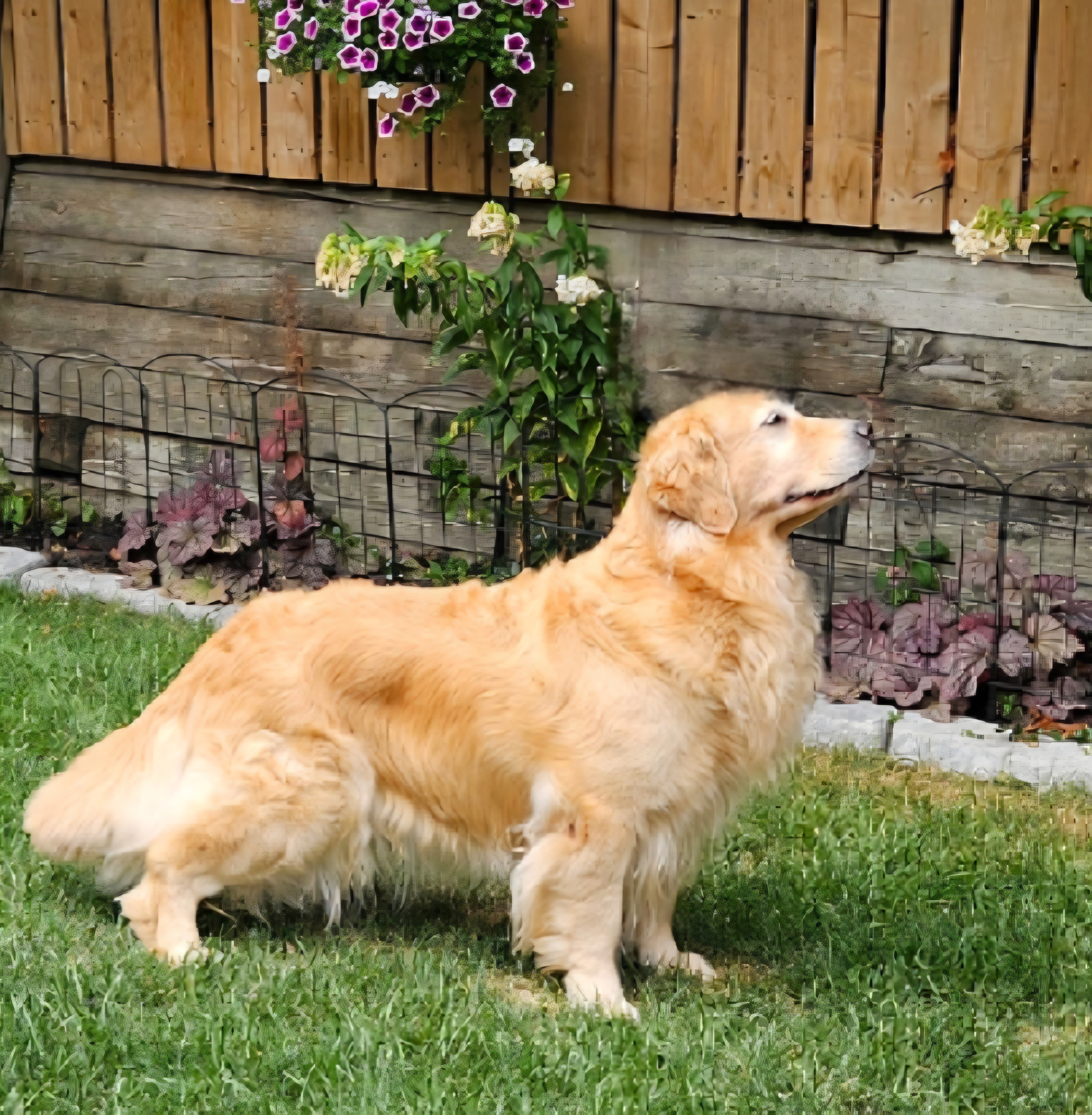 Dog picture